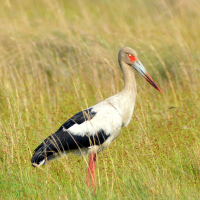 Jabiru Stork (2)